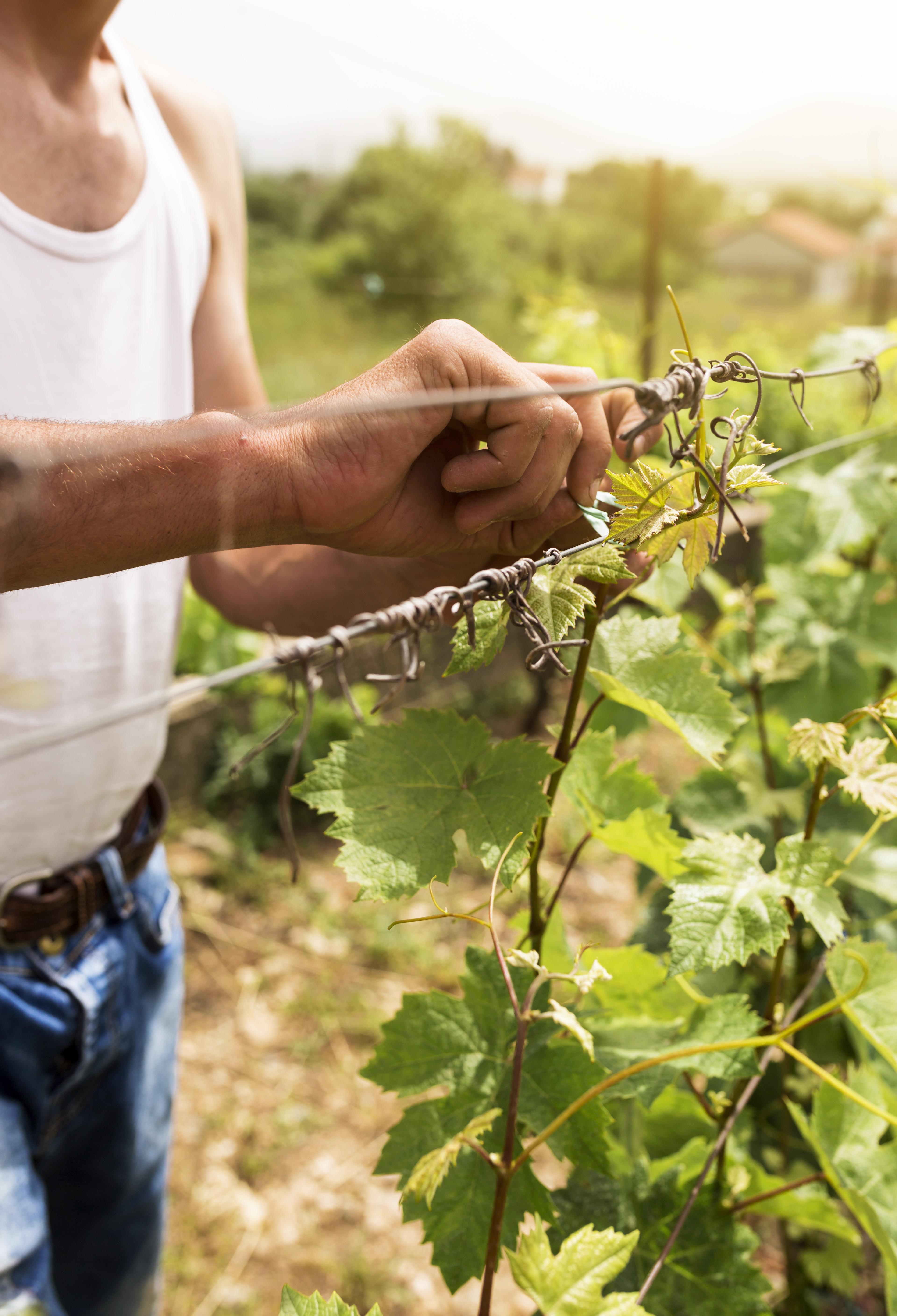 close-up-man-working-grapevine